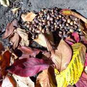 りょうこ りょうこです。重なる秋冬 国分寺人妻研究会