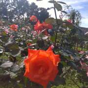 りょうこ りょうこです。生理です。 国分寺人妻研究会