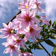 ヒメ日記 2025/12/18 22:45 投稿 りょうこ 国分寺人妻研究会