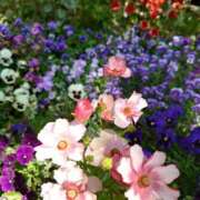 りょうこ りょうこです。足元にも花々 国分寺人妻研究会