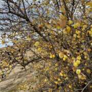 ヒメ日記 2025/02/19 17:06 投稿 まお 奥様さくら日本橋店