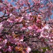 ヒメ日記 2025/03/22 16:16 投稿 まお club さくら日本橋店