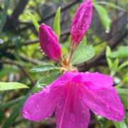 あかね びしょ濡れに 神戸人妻花壇