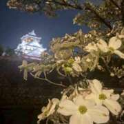 ヒメ日記 2026/04/14 23:39 投稿 あかね 大阪人妻援護会