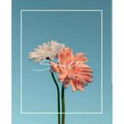 ヒメ日記 2025/05/19 20:57 投稿 かんな 桃李（とうり）