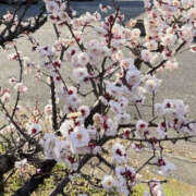 ヒメ日記 2026/03/12 09:55 投稿 すい Lesson.1 水戸校