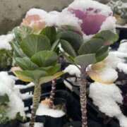 ヒメ日記 2025/01/10 12:47 投稿 有坂 来瞳 熟女・人妻マダム宮殿