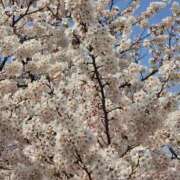 ヒメ日記 2025/04/11 15:54 投稿 うな 熟女の風俗最終章 仙台店