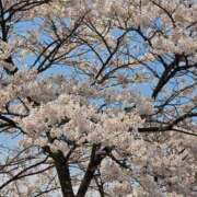 ヒメ日記 2025/04/17 18:44 投稿 うな 熟女の風俗最終章 仙台店