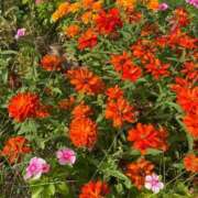 ヒメ日記 2025/10/06 20:37 投稿 月音 Grace東京