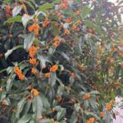 ヒメ日記 2025/10/19 11:27 投稿 月音 Grace東京