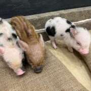 ヒメ日記 2025/05/09 17:19 投稿 琴峰百花 お姉さんCLUB