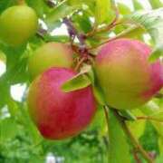 ヒメ日記 2025/08/06 12:21 投稿 琴峰百花 お姉さんCLUB