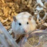 ヒメ日記 2025/08/26 13:15 投稿 琴峰百花 お姉さんCLUB