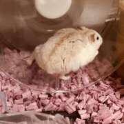 ヒメ日記 2025/09/20 15:13 投稿 琴峰百花 お姉さんCLUB