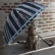 ヒメ日記 2026/01/26 16:18 投稿 琴峰百花 お姉さんCLUB