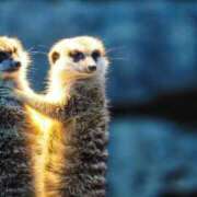 ヒメ日記 2026/02/07 14:12 投稿 琴峰百花 お姉さんCLUB