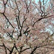 ヒメ日記 2025/04/17 09:05 投稿 めぐみ 奥鉄オクテツ東京店（デリヘル市場）