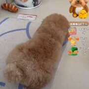 ヒメ日記 2025/09/10 22:50 投稿 えつこ 豊満熟女