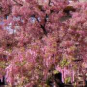 ヒメ日記 2025/03/17 20:28 投稿 白咲花音 五十路マダムエクスプレス船橋店(カサブランカグループ)