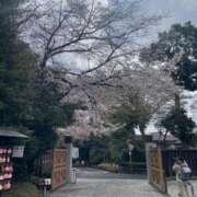 ヒメ日記 2026/04/02 08:22 投稿 白咲花音 五十路マダムエクスプレス船橋店(カサブランカグループ)