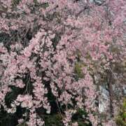 ヒメ日記 2026/04/03 07:58 投稿 白咲花音 五十路マダムエクスプレス船橋店(カサブランカグループ)