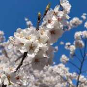 ヒメ日記 2025/04/12 21:48 投稿 柚月みゆ 四季～SIKI～