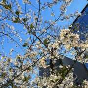 ヒメ日記 2025/04/18 12:20 投稿 つき 新大阪秘密倶楽部