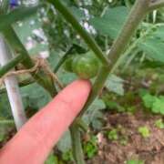 ヒメ日記 2025/06/07 13:52 投稿 結麻（ゆま） PLUS十三店