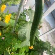 ヒメ日記 2025/06/11 17:08 投稿 結麻（ゆま） PLUS十三店