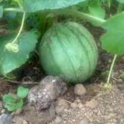 ヒメ日記 2025/07/03 07:40 投稿 結麻（ゆま） PLUS十三店