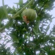 ヒメ日記 2025/07/08 05:08 投稿 結麻（ゆま） PLUS十三店