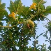 ヒメ日記 2025/07/10 05:37 投稿 結麻（ゆま） PLUS十三店