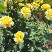 ヒメ日記 2025/05/28 18:59 投稿 ひまり ごほうびSPA五反田店