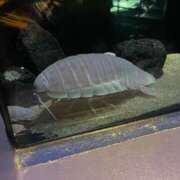 ヒメ日記 2025/03/28 12:09 投稿 早乙女えれな 五反田ウルトラファンタジー