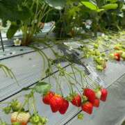 ヒメ日記 2025/04/13 14:41 投稿 新人・光(ひかり) グランドオペラ福岡