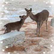 ヒメ日記 2026/03/11 21:00 投稿 ひづき 奥鉄オクテツ東京店（デリヘル市場）