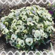 ヒメ日記 2026/03/12 11:15 投稿 ひづき 奥鉄オクテツ東京店（デリヘル市場）