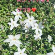 ヒメ日記 2026/04/16 14:30 投稿 ひづき 奥鉄オクテツ東京店（デリヘル市場）