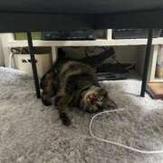 ヒメ日記 2025/09/05 21:32 投稿 ひなの 君とふわふわプリンセスin立川