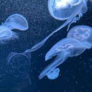 ヒメ日記 2025/01/01 09:36 投稿 みや お姉さんSelect