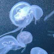 ヒメ日記 2025/01/07 20:46 投稿 みや お姉さんSelect