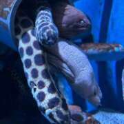 ヒメ日記 2025/03/31 23:46 投稿 みや お姉さんSelect