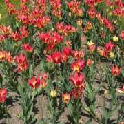 ヒメ日記 2025/05/21 23:56 投稿 みや お姉さんSelect