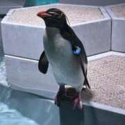 ヒメ日記 2025/06/20 11:01 投稿 みや お姉さんSelect