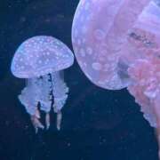 ヒメ日記 2025/11/08 18:56 投稿 みや お姉さんSelect