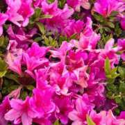 ヒメ日記 2025/05/01 19:06 投稿 らんる PRISM(都城)