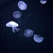 榊　くれは 久しぶりにっ/// YUDEN〜油殿〜谷九・日本橋店