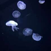 榊　くれは 久しぶりにっ/// YUDEN〜油殿〜谷九・日本橋店