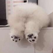 ヒメ日記 2025/03/07 09:03 投稿 新人・芹香(せりか) グランドオペラ福岡